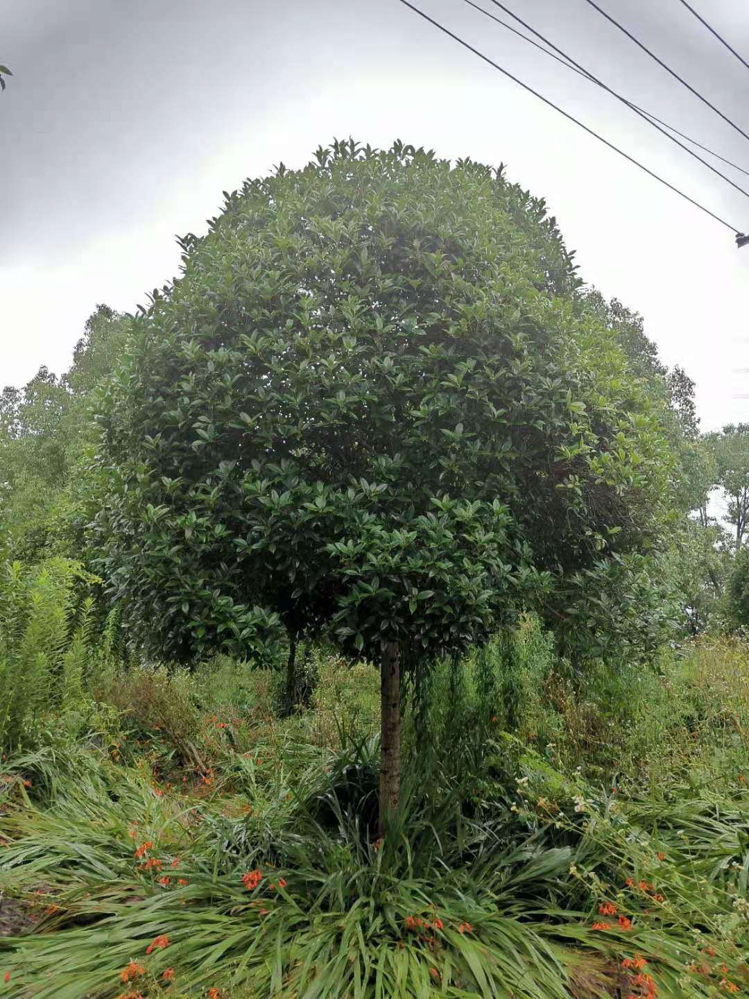 桂花图片