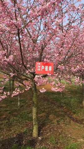 樱花（江户彼岸）图片