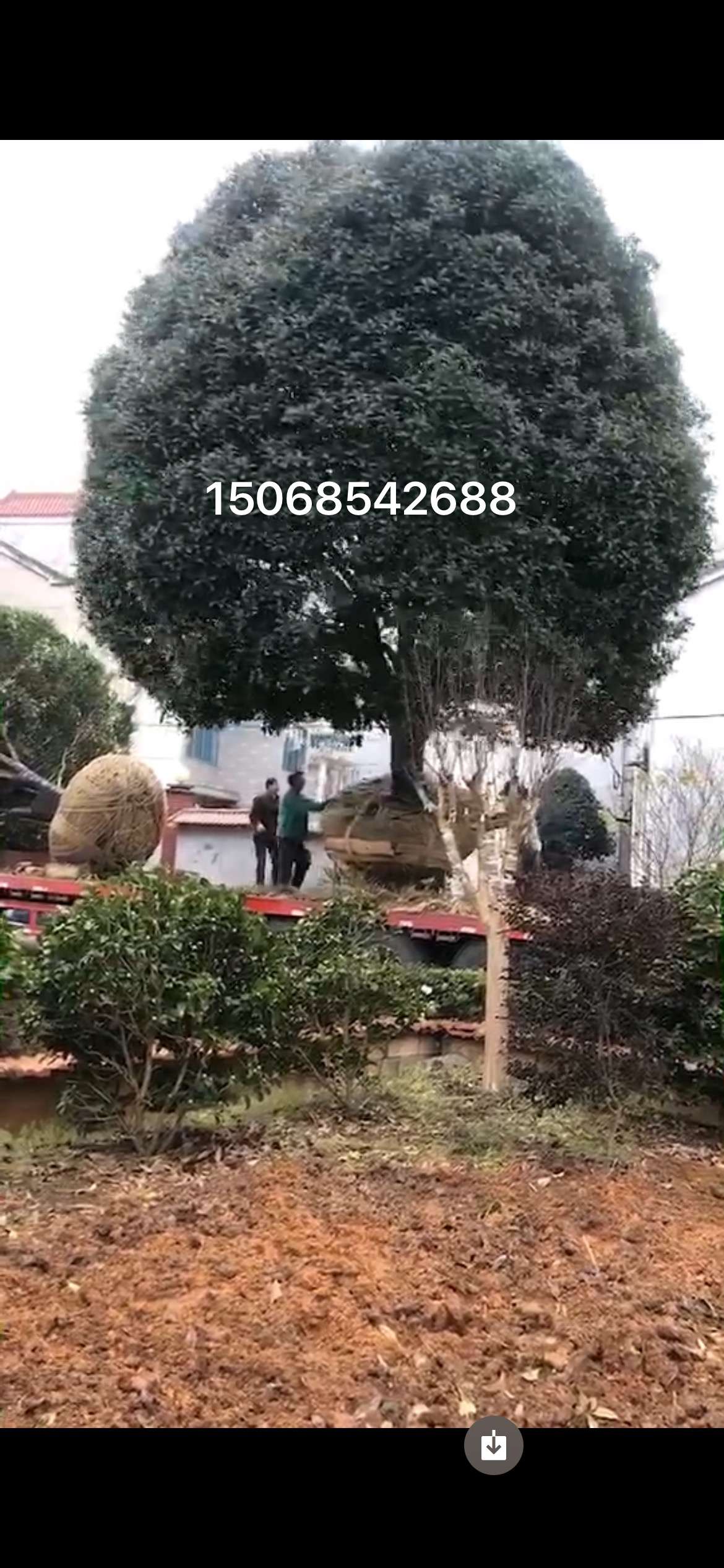 桂花图片