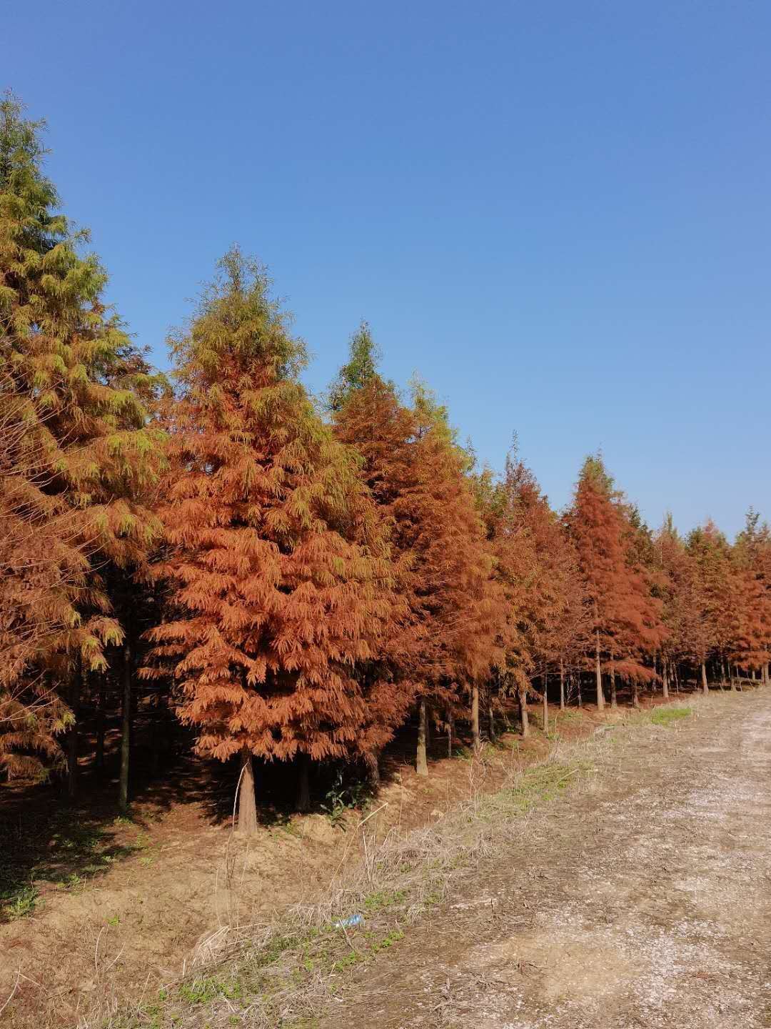 落羽杉_胸径9cm_价格110元_夏溪花木网_夏溪花木市场官网