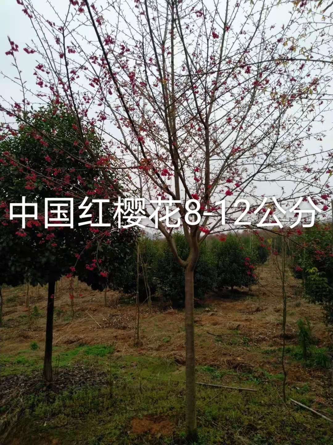 中国红樱花图片