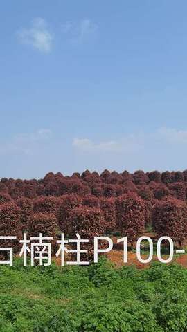 红叶石楠图片