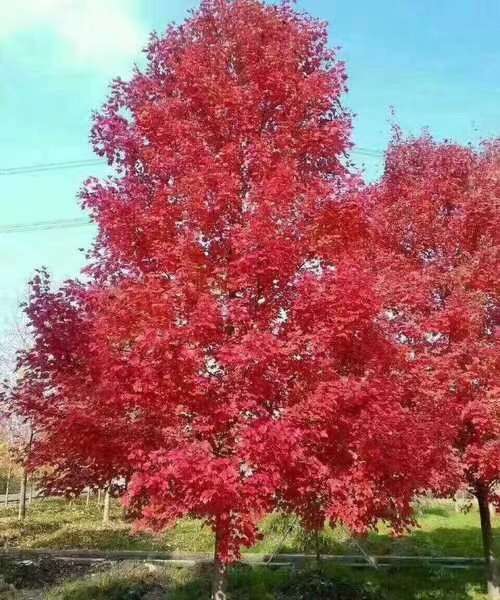 美国红枫（十月光辉）图片