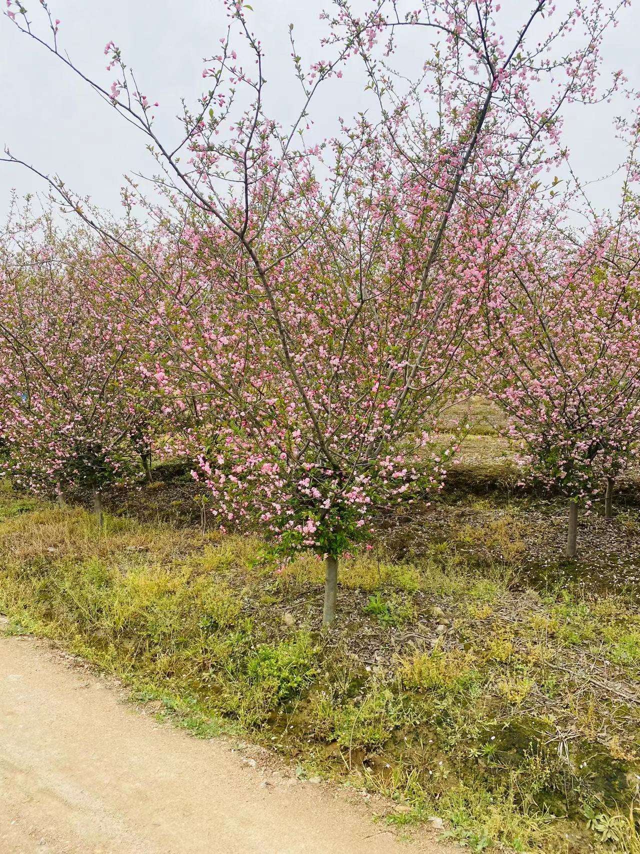 垂丝海棠图片