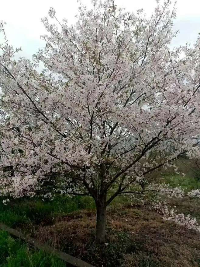 樱花图片