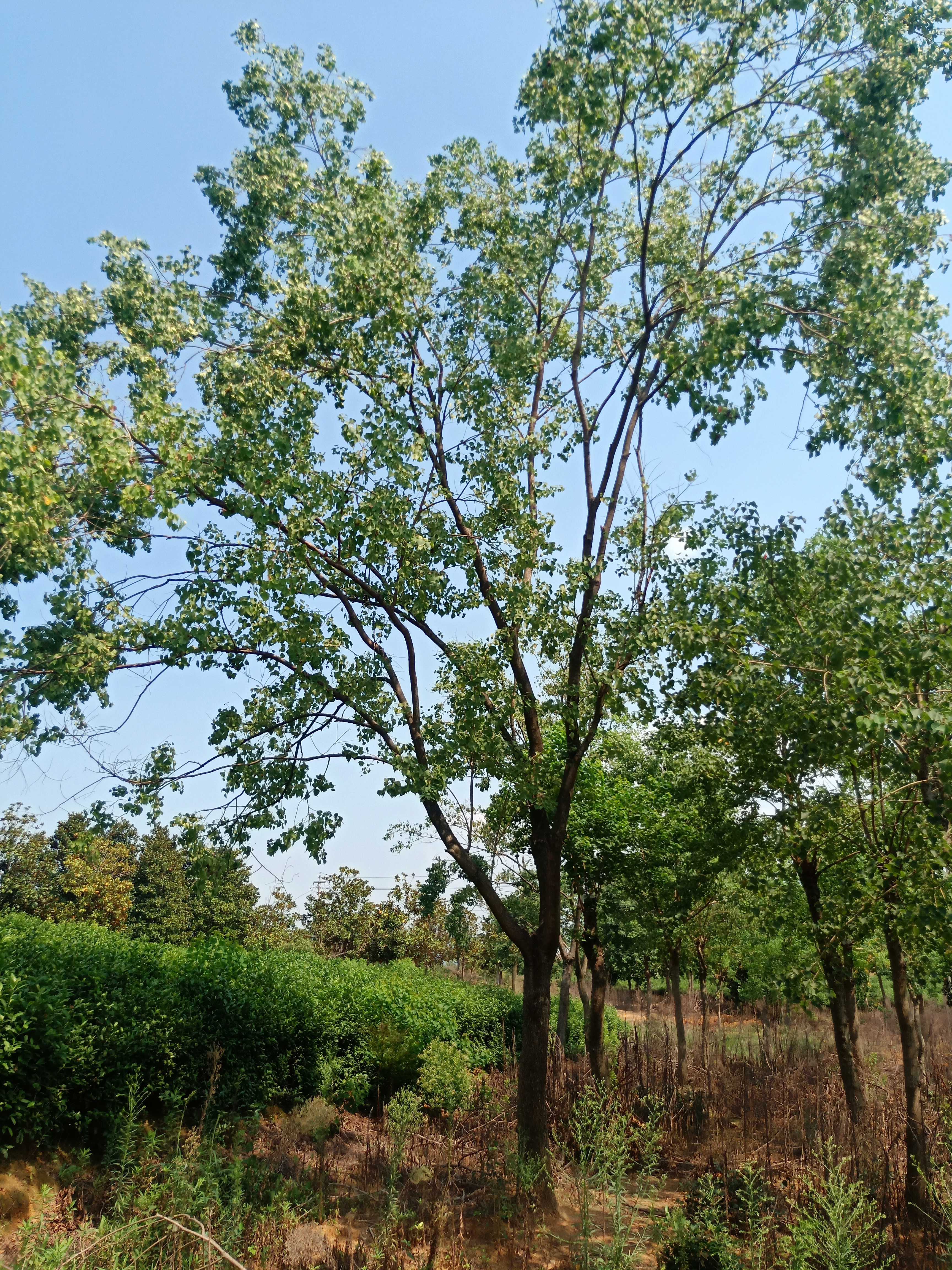 烏桕_胸徑13cm_價格450元_夏溪花木網_夏溪花木市場官網