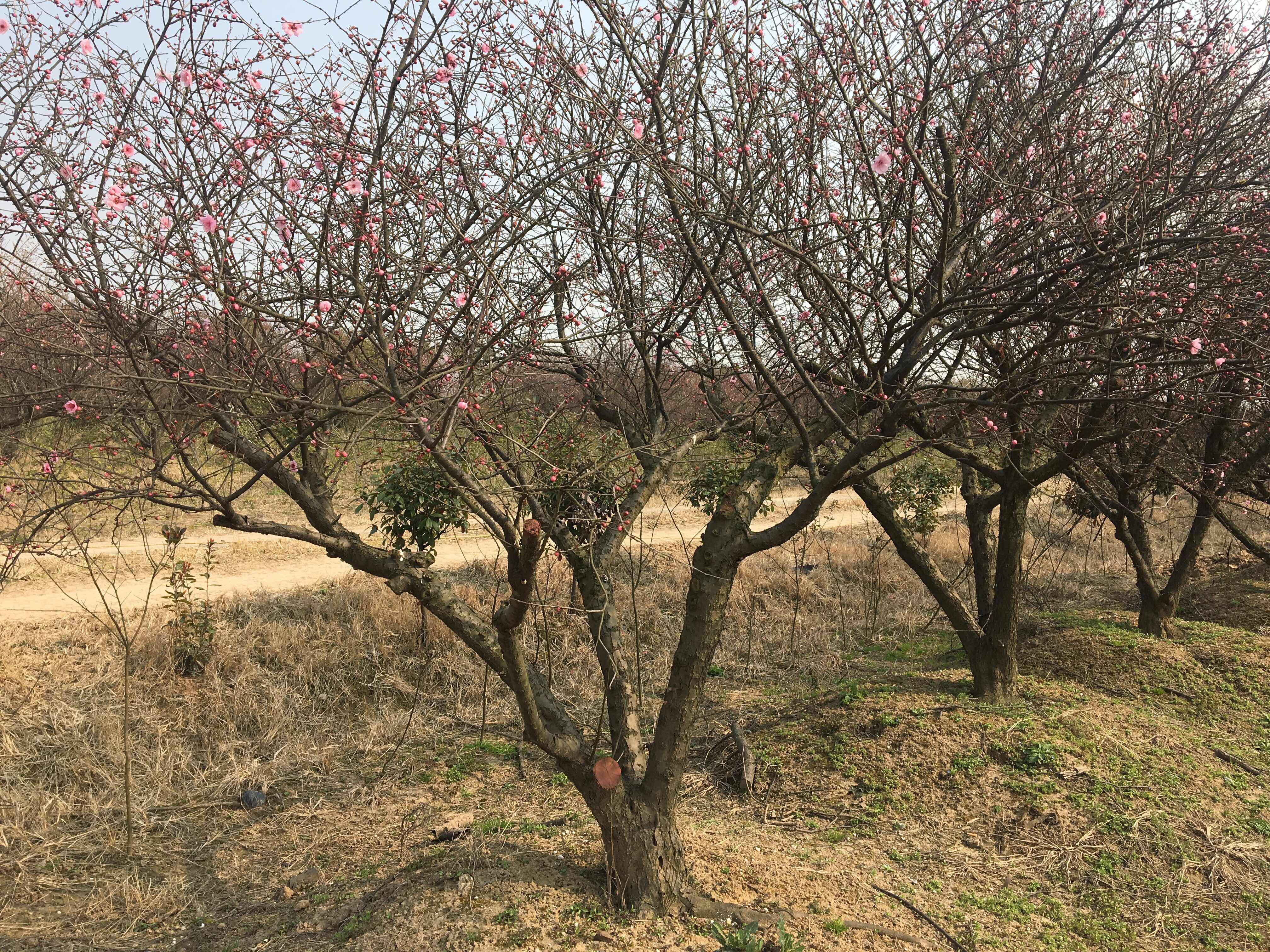 梅花_地徑25cm_價格3500元_夏溪花木網_夏溪花木市場官網