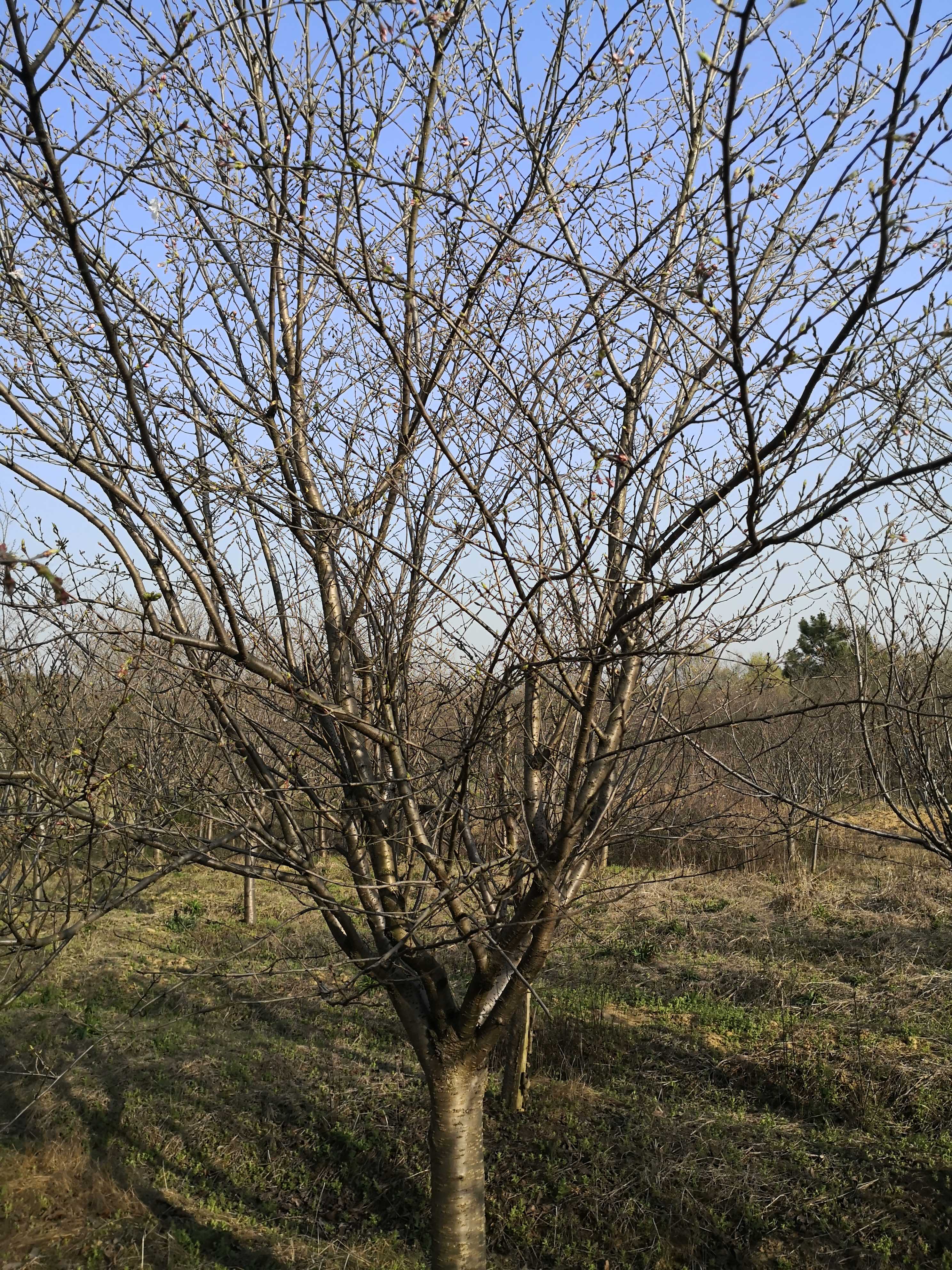 日本樱花(染井吉野樱)