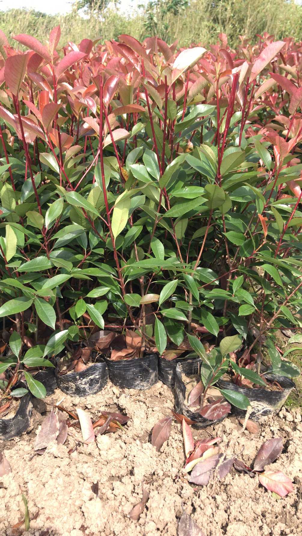 红叶石楠_盆栽_价格1.3元_夏溪花木网_夏溪花木市场官网