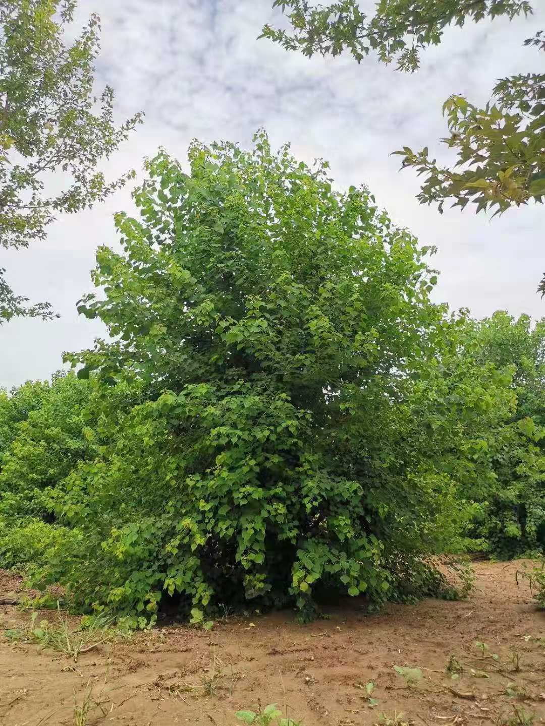 叢生烏桕_6-7杆平均每杆5cm_價格180元_夏溪花木網_夏溪花木市場官網