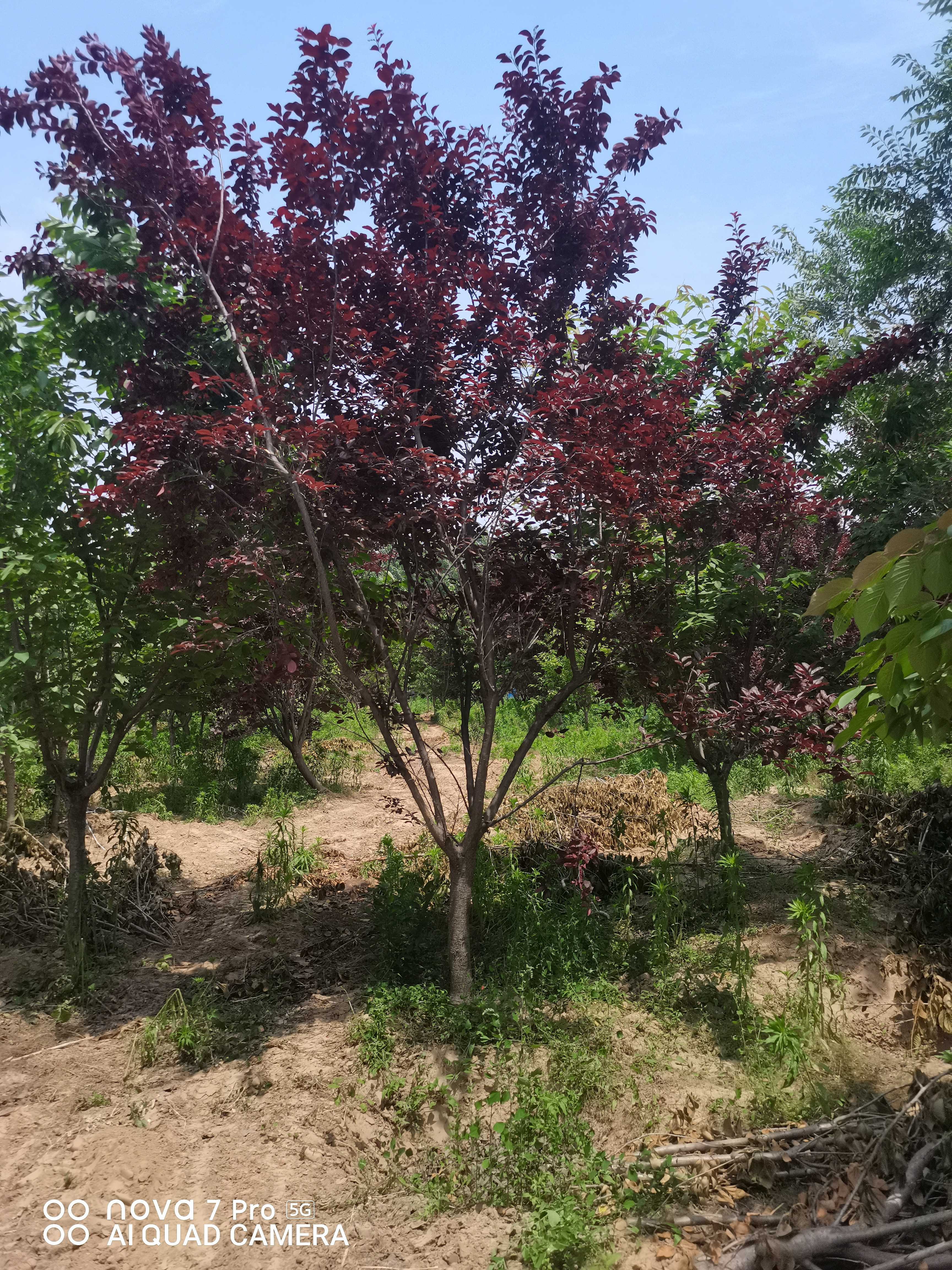紫叶李树图片高清图片