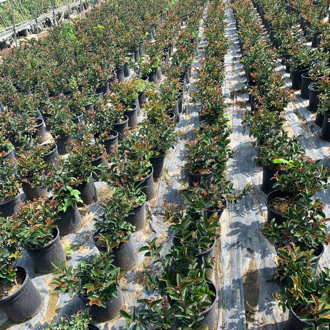 美国百丽矮紫薇