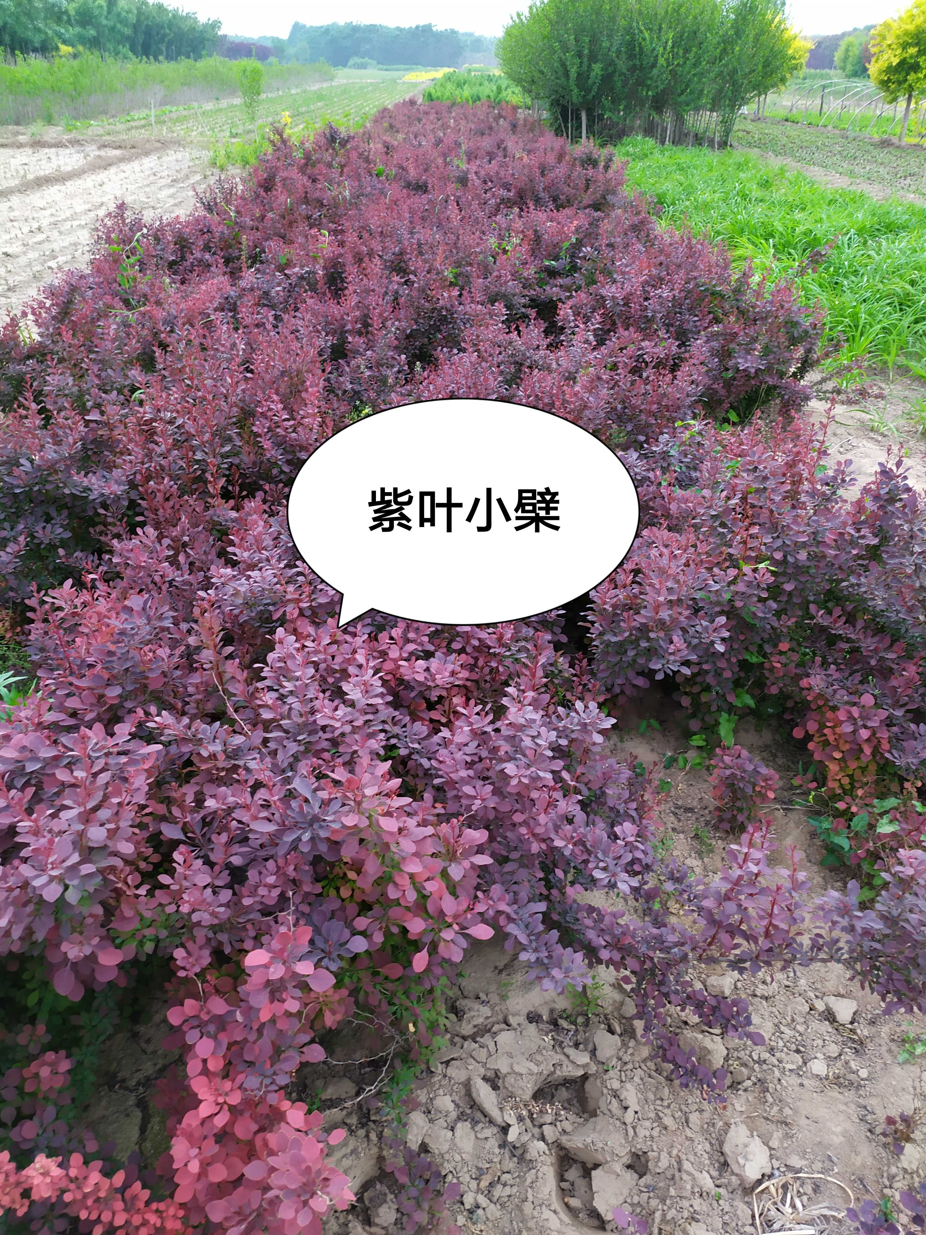 thunbergii var atropurpurea chenault,別名紫葉小檗,小檗科小檗屬原