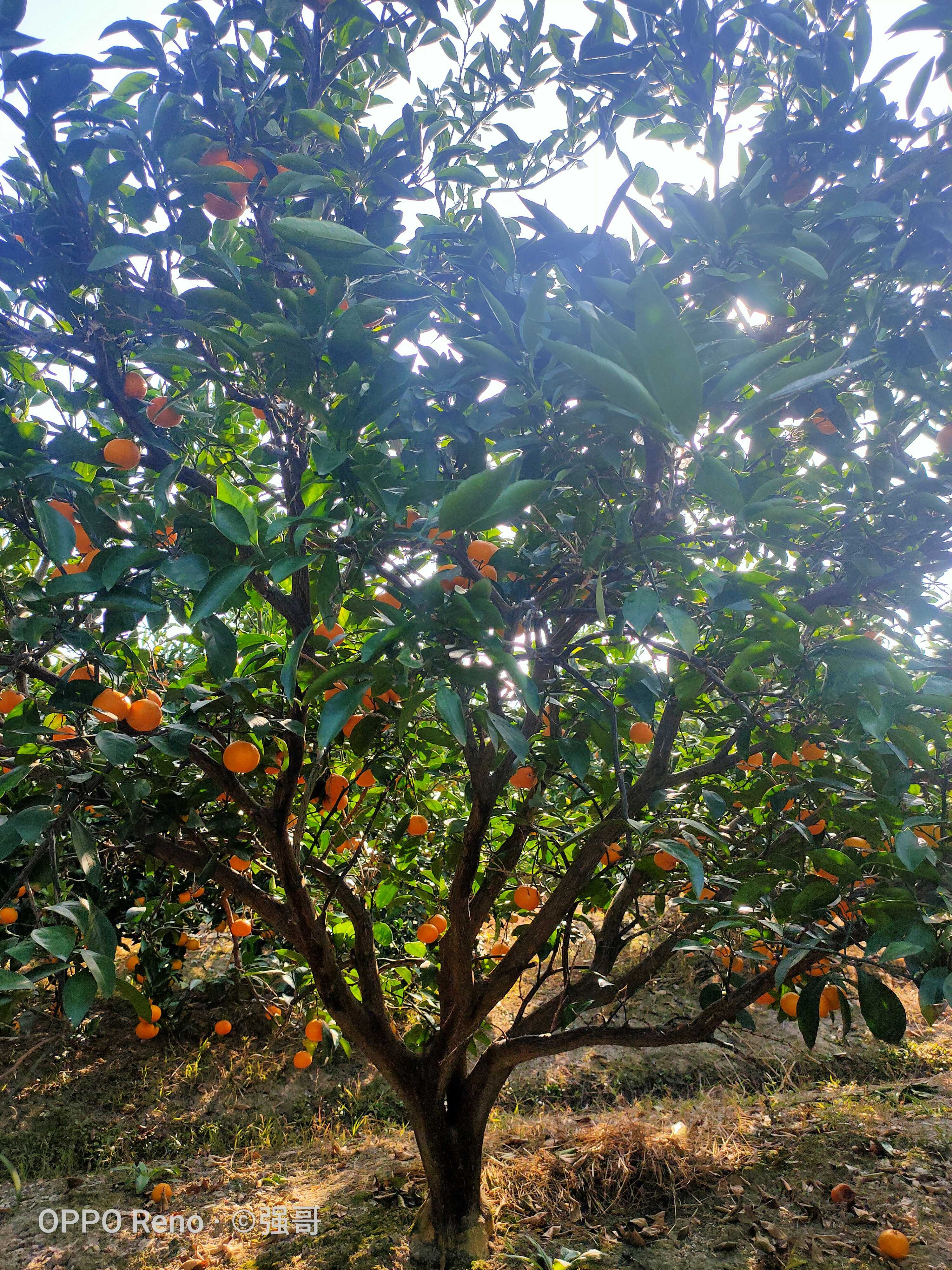 桔树图片
