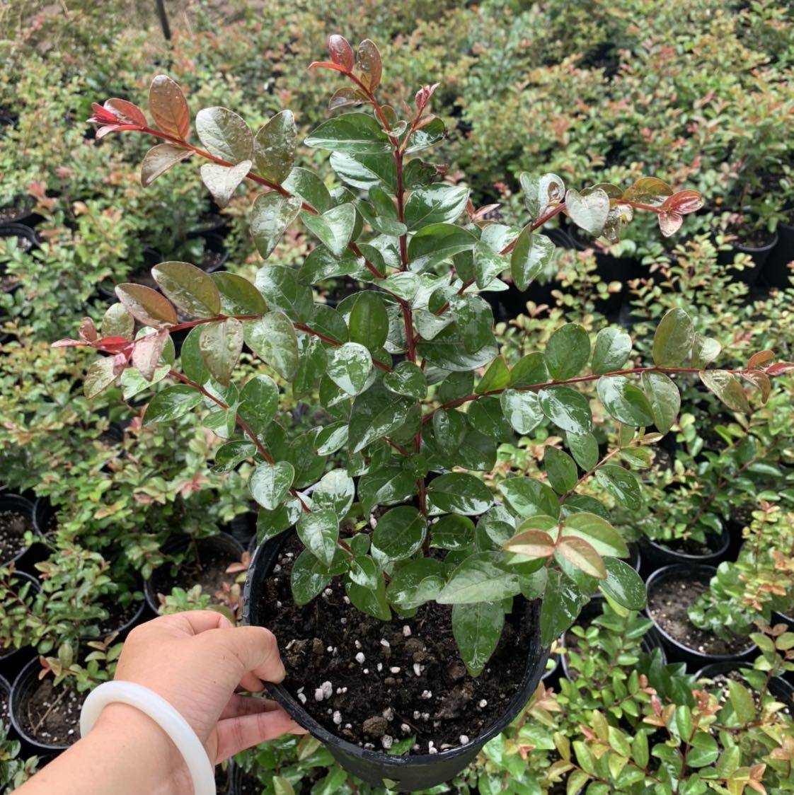 美国百丽矮紫薇