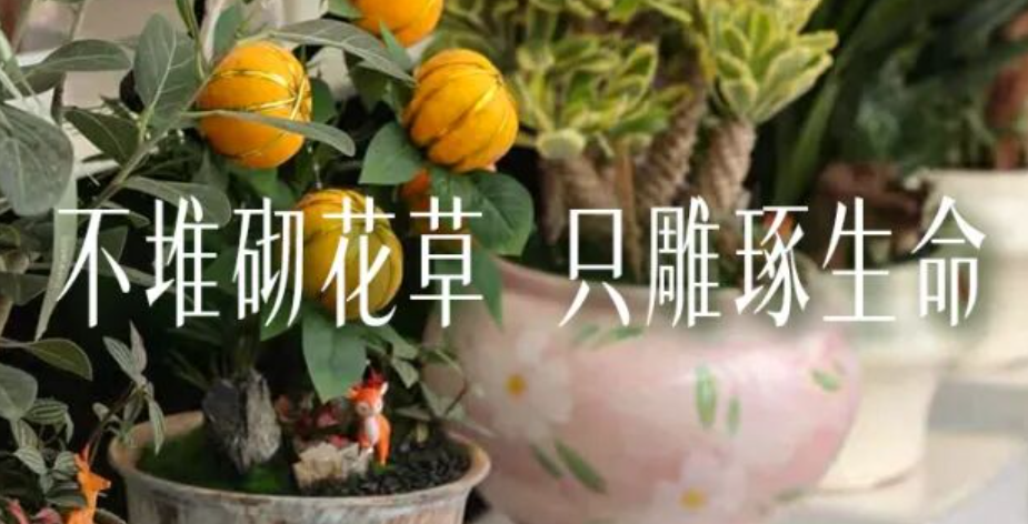 挖到宝！夏溪小众园艺店，氛围感直接拉满
