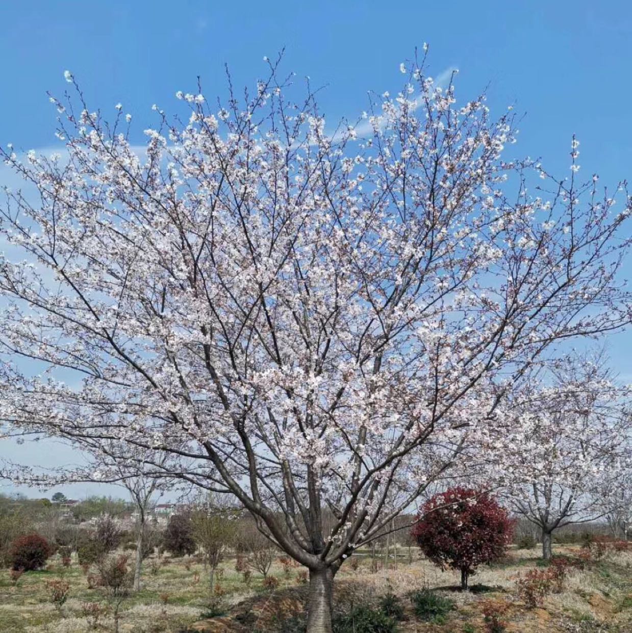 日本樱花染井吉野樱