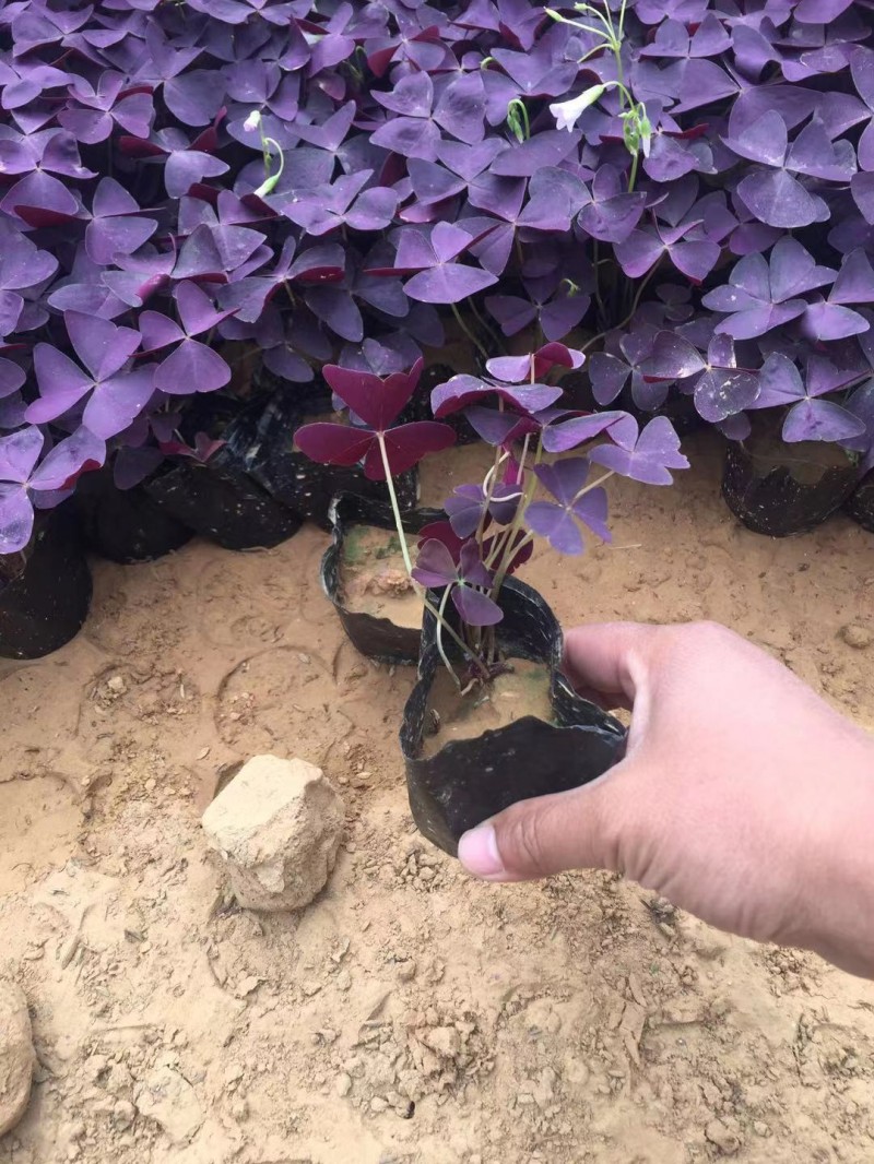 紫叶酢浆草