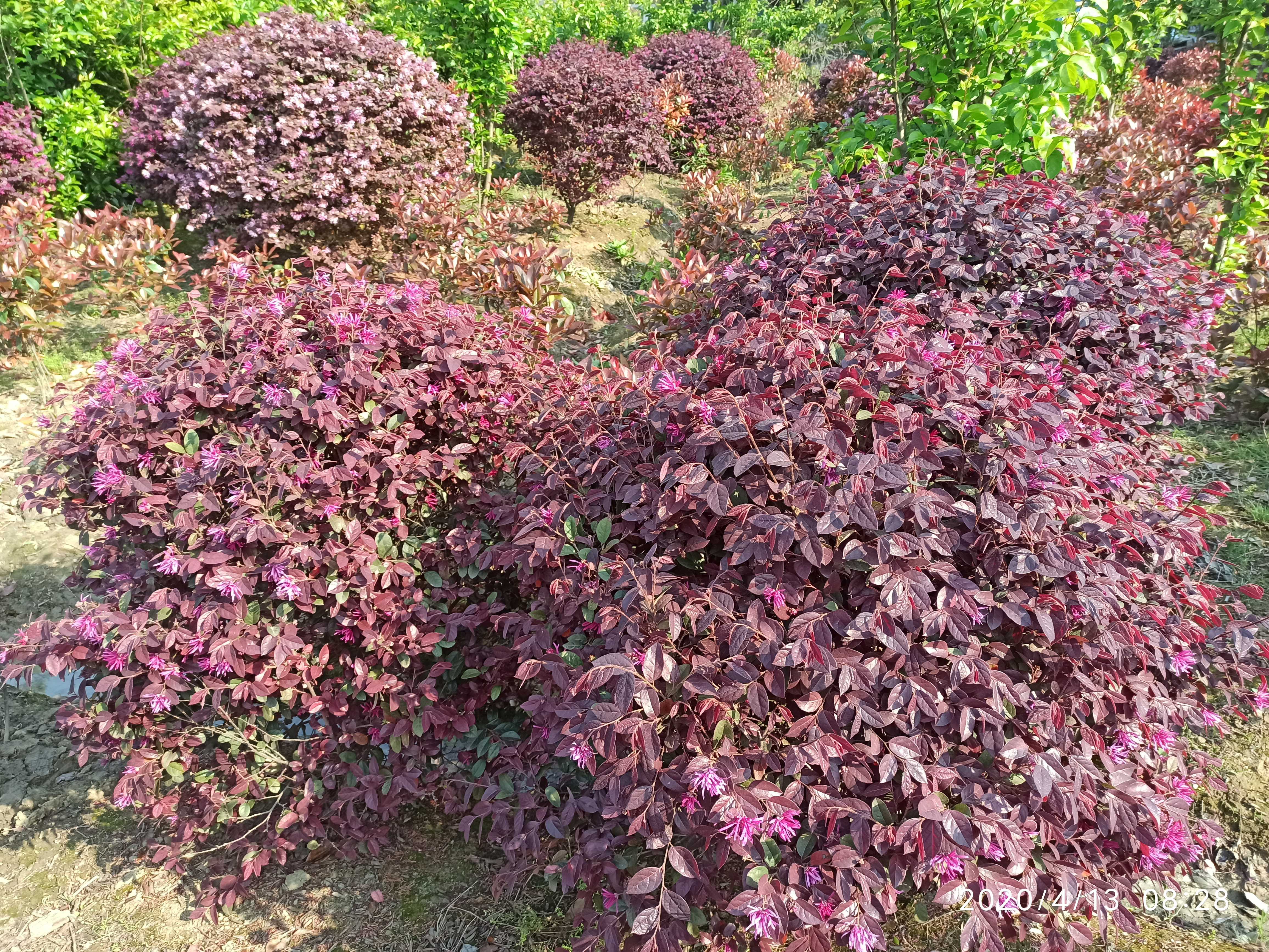 红花檵木图片(红花檵木图片和介绍)