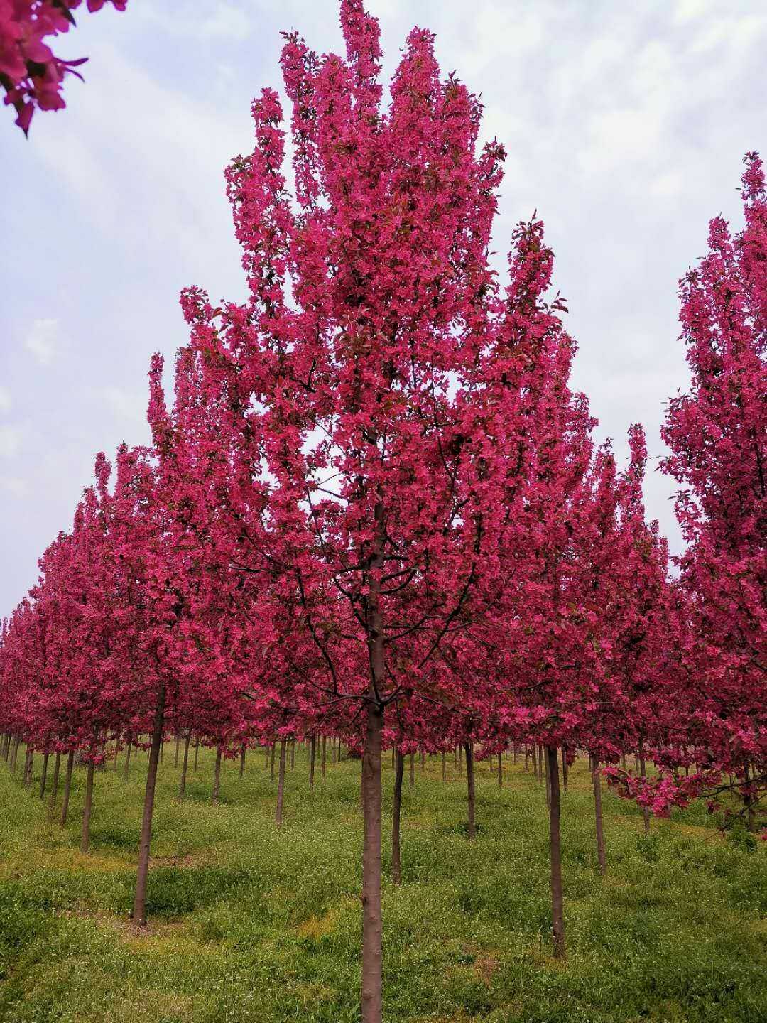 冬红海棠树图片