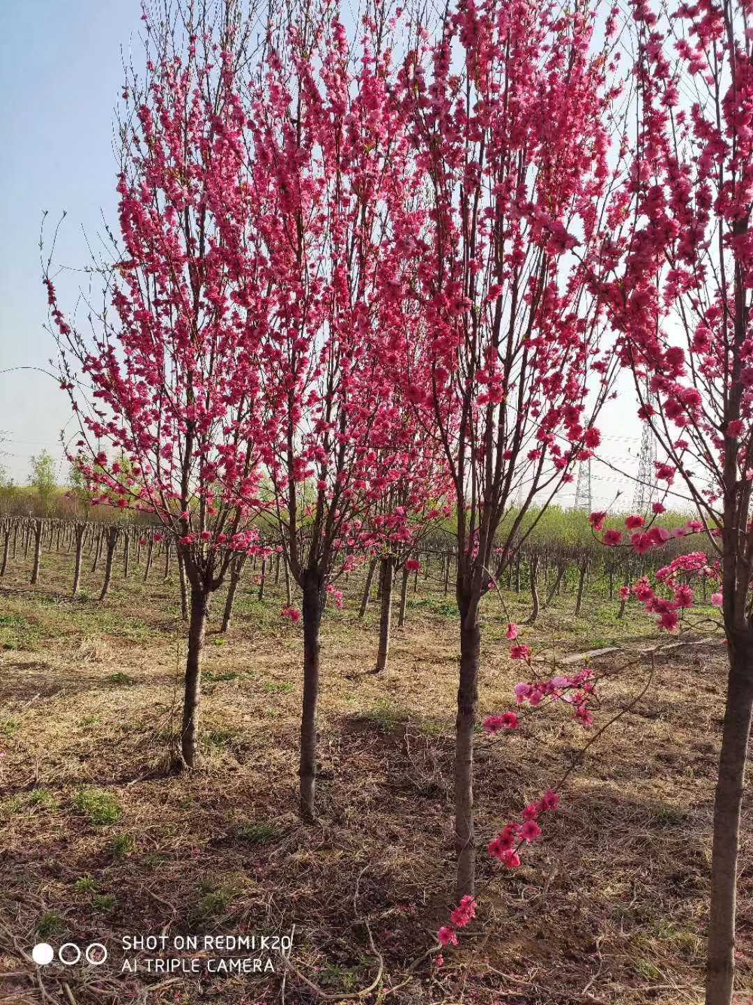 龙柱碧桃_地径11cm_价格480元_夏溪花木网_夏溪花木市场官网