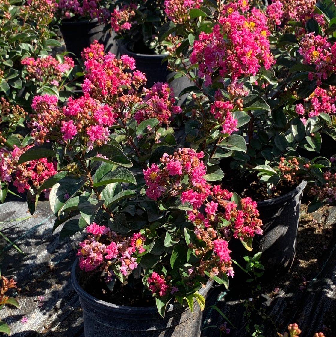 美国百丽矮紫薇