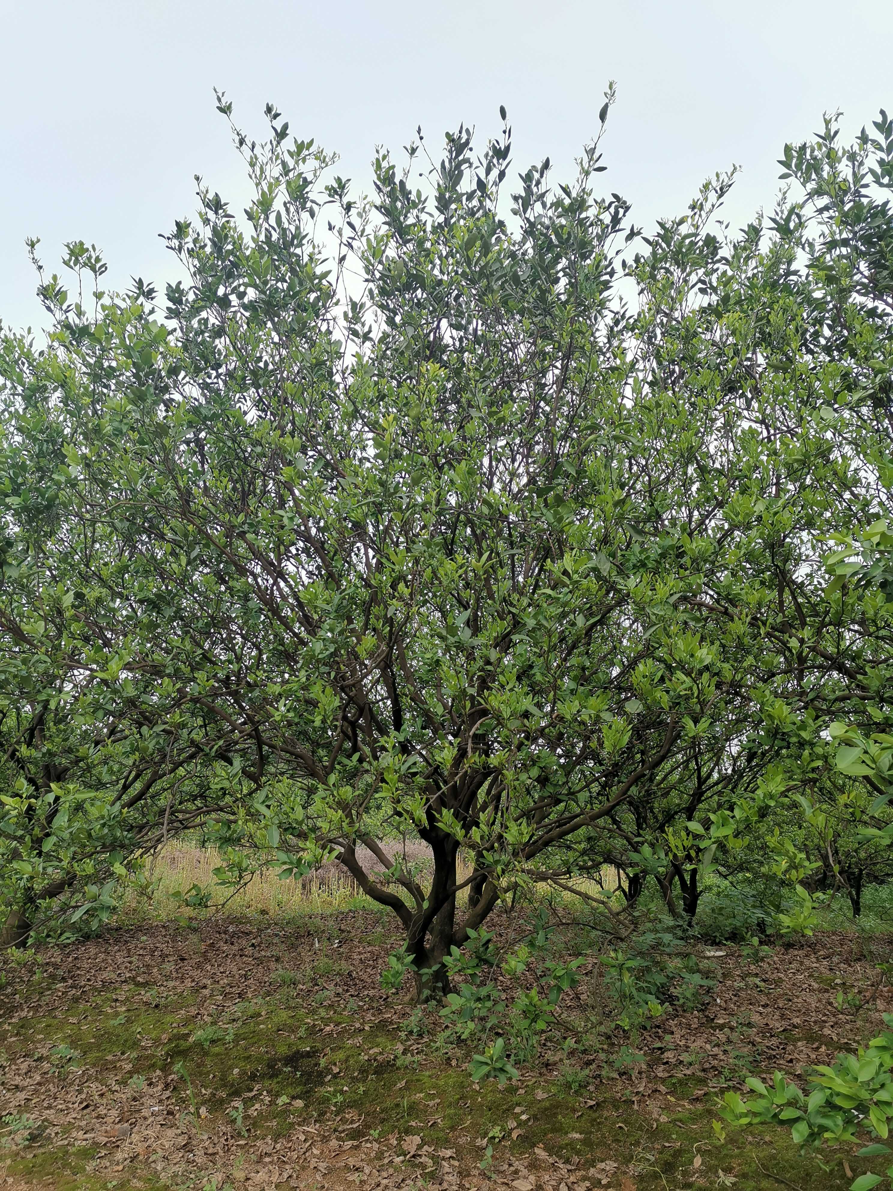 丛生蜜橘_蓬径350cm_价格1元_夏溪花木网_夏溪花木市场官网