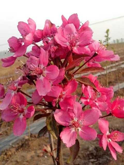 东红果海棠开花图片图片