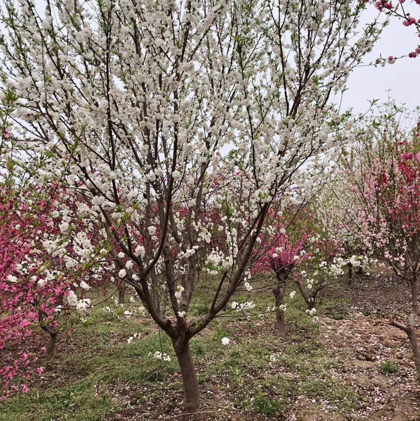 白花山碧桃图片图片