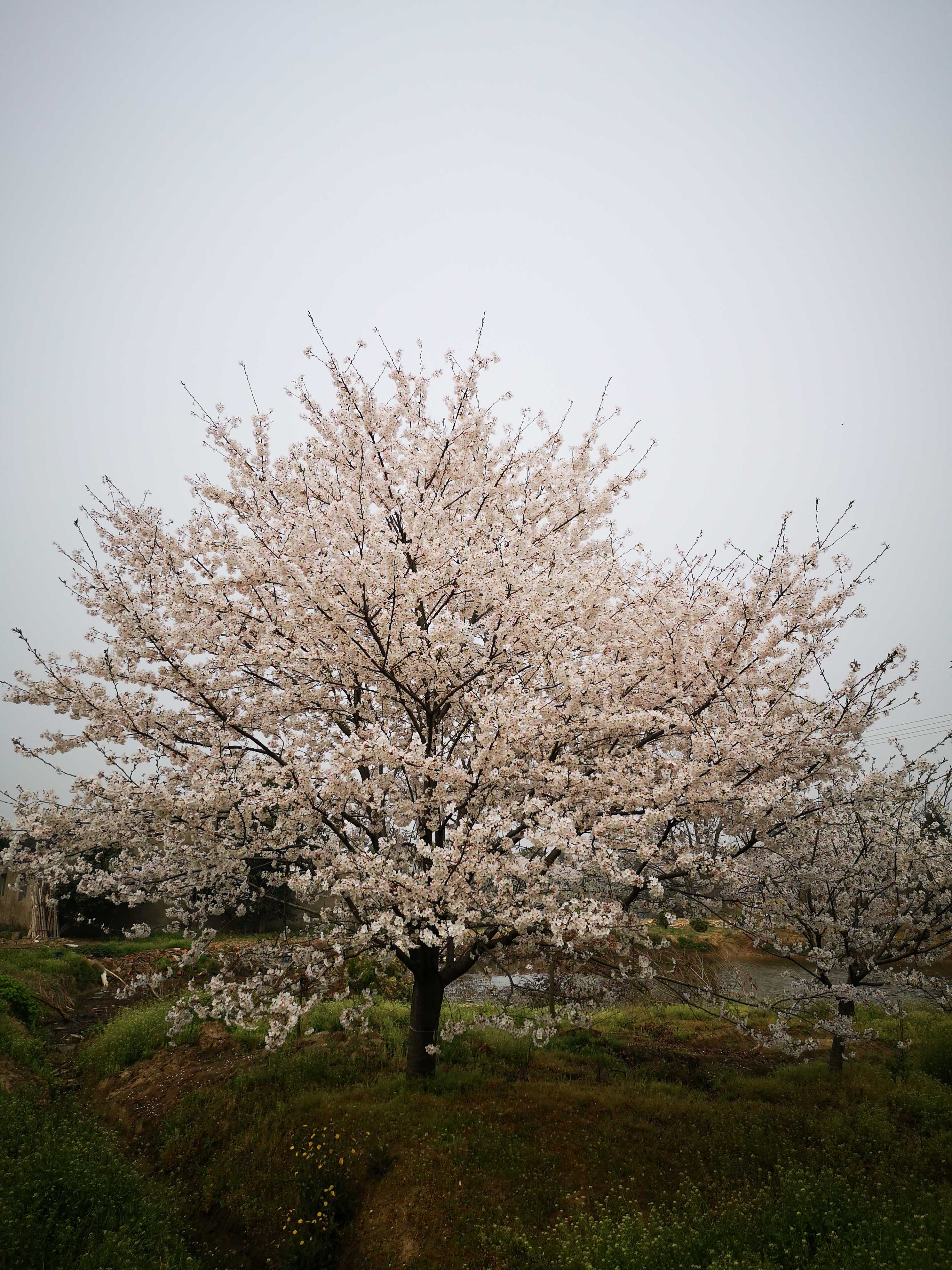 日本樱花(染井吉野樱)