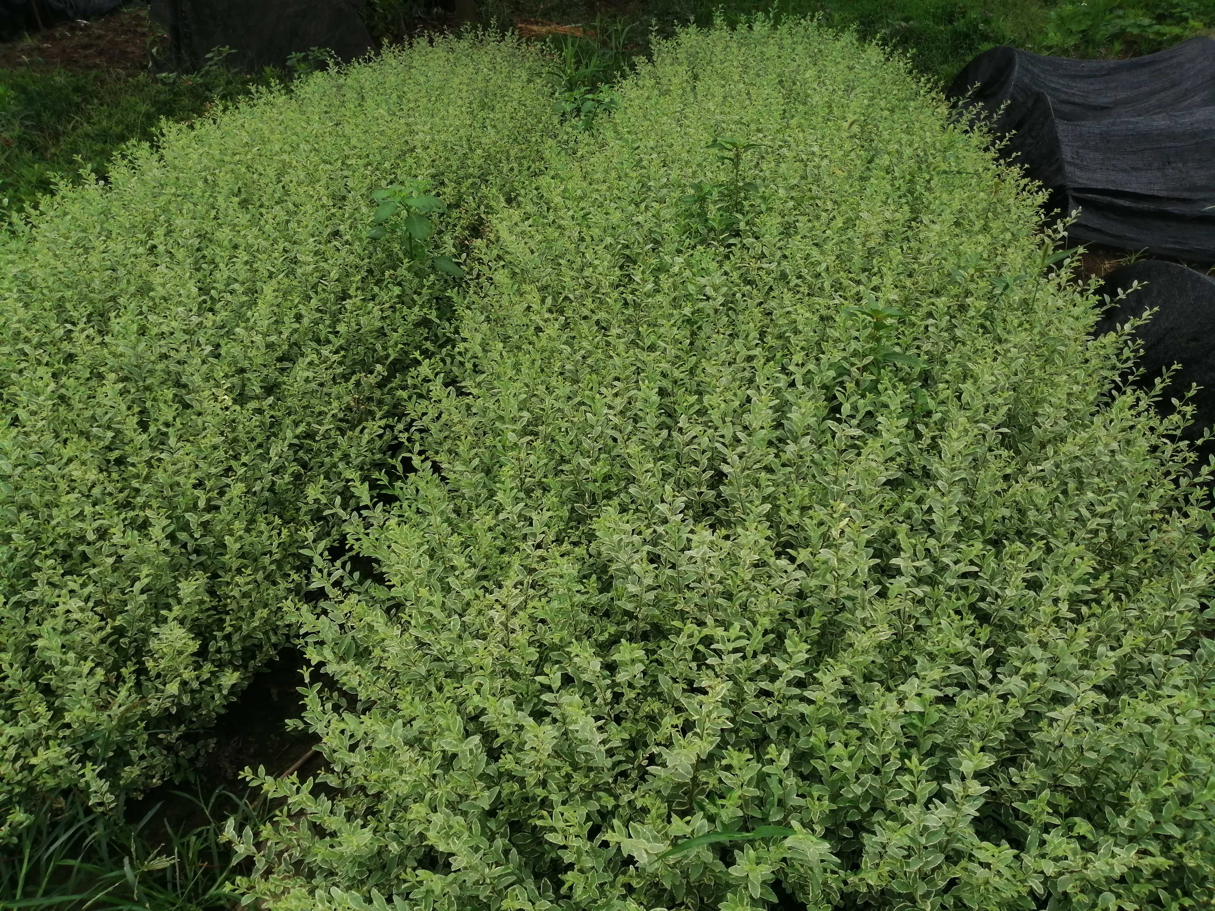 银姬小蜡_高度30cm_价格0.4元_夏溪花木网_夏溪花木市场官网