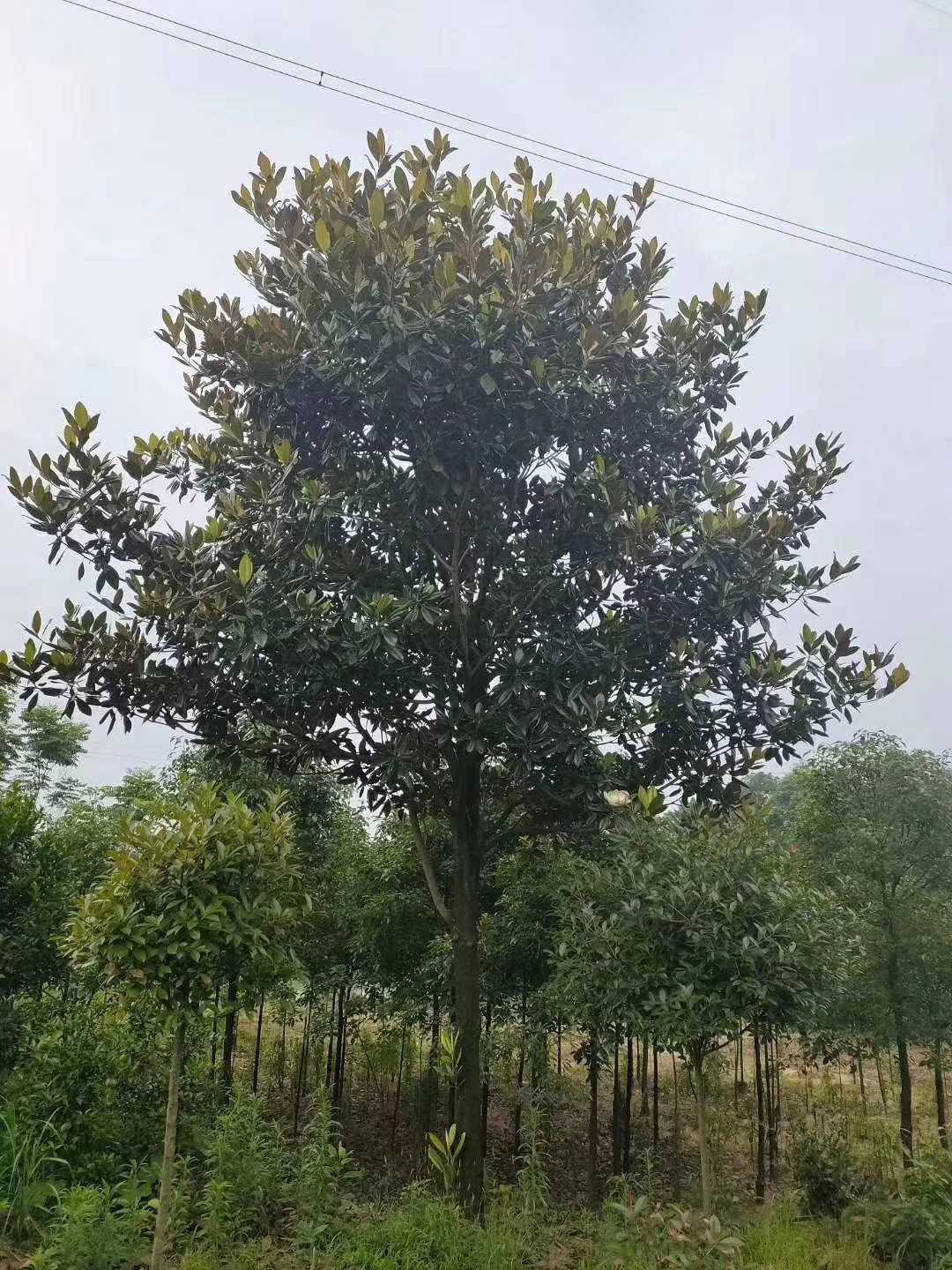 广玉兰_胸径24cm_价格1元_夏溪花木网_夏溪花木市场官网