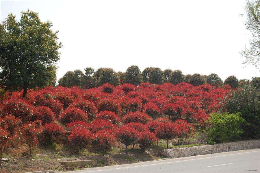 紅葉石楠