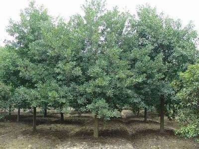 杜英_胸径20cm_价格2000元_夏溪花木网_夏溪花木市场官网