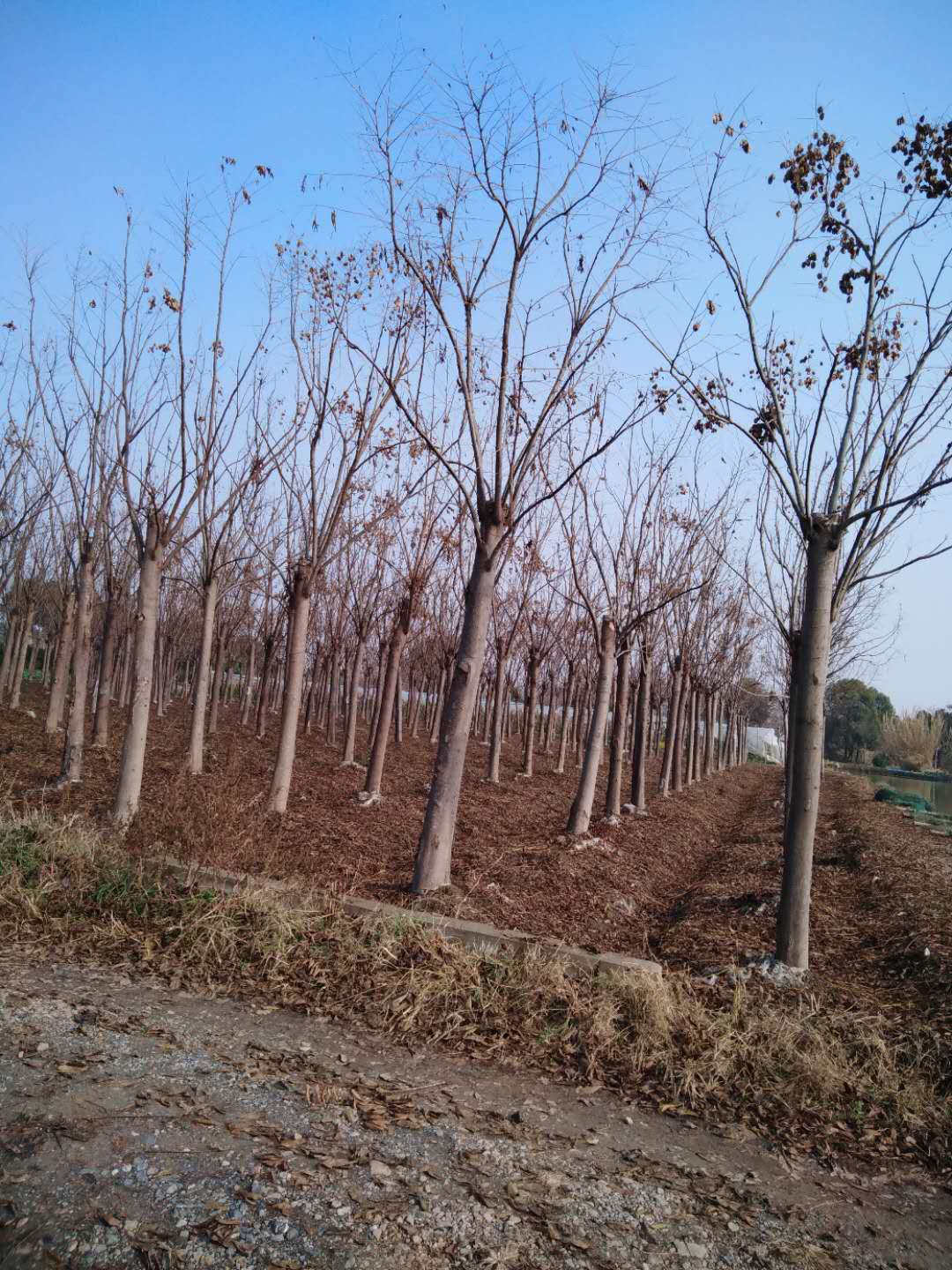 黄山栾树_胸径18cm_价格1100元_夏溪花木网_夏溪花木市场官网