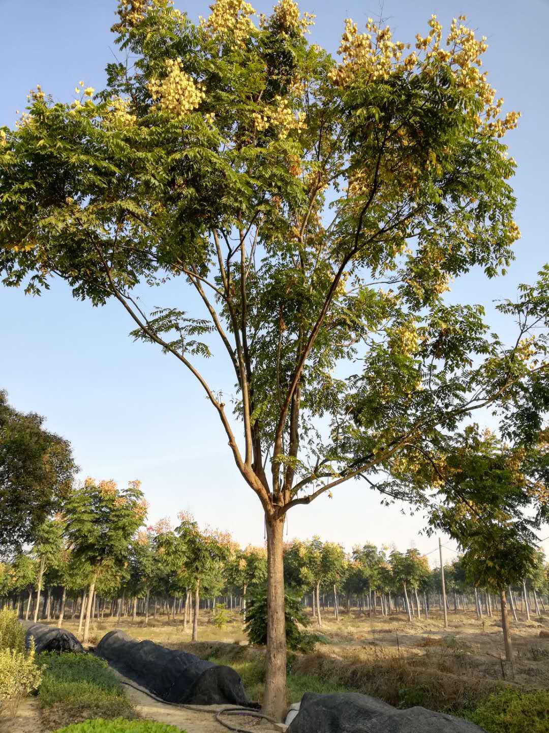 黄山栾树_胸径11cm_价格200元_夏溪花木网_夏溪花木市场官网